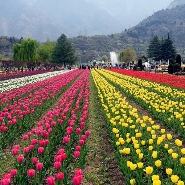 GORGEOUS SRINAGAR TOUR.jpg